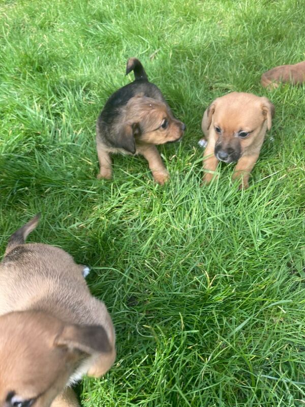 Miniature jack Russell pups for sale in Salisbury, Wiltshire - Image 2