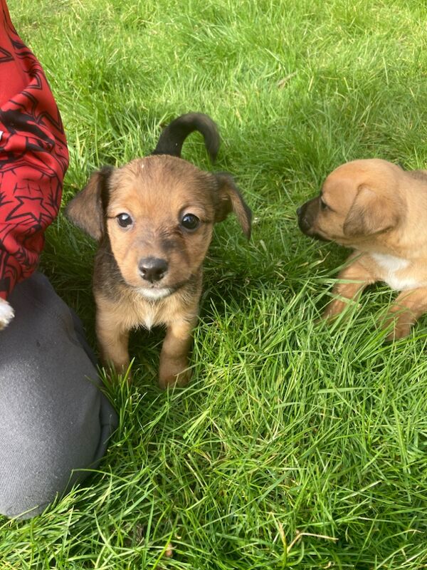 Miniature jack Russell pups for sale in Salisbury, Wiltshire - Image 3