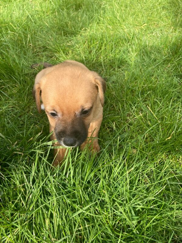 Miniature jack Russell pups for sale in Salisbury, Wiltshire - Image 4