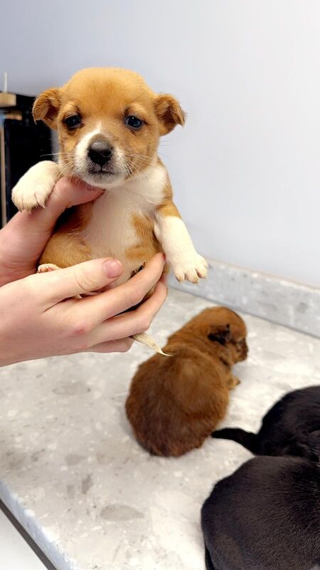 Miniature jack Russell's for sale in Leighton Buzzard, Bedfordshire - Image 2