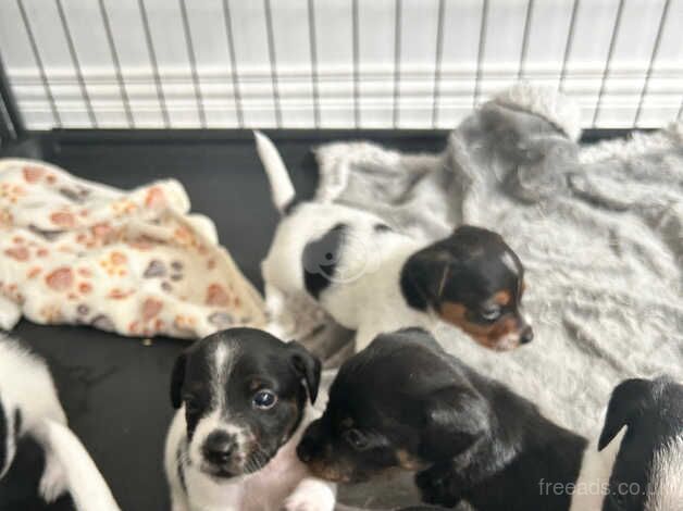 Miniature jack Russells for sale in Belfast