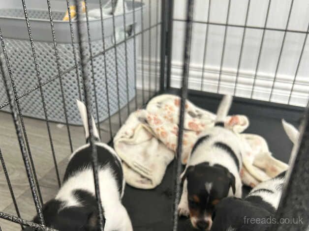 Miniature jack Russells for sale in Belfast - Image 3