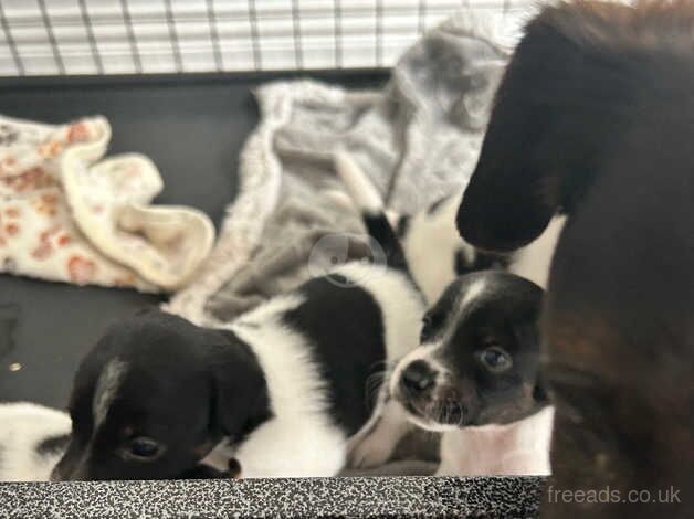 Miniature jack Russells for sale in Belfast - Image 4