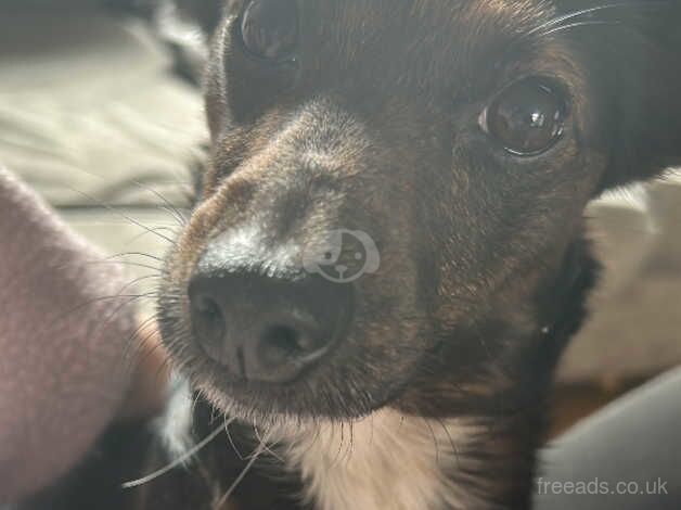 Miniature jack Russells for sale in Belfast - Image 5