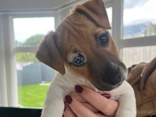 Miniature Jack Russells for sale in Downpatrick, Down