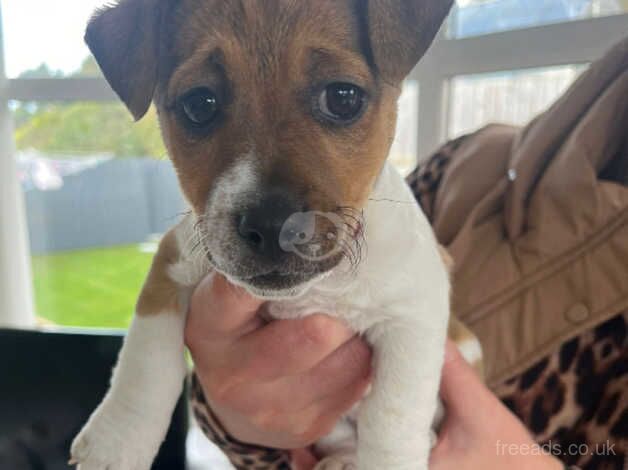 Jack Russell Puppies for sale in Down