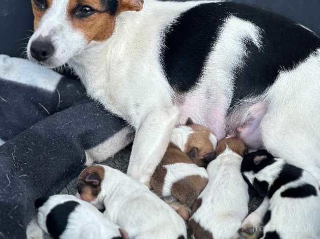 Miniature jackrussel pups traditional for sale in Maidstone, Kent