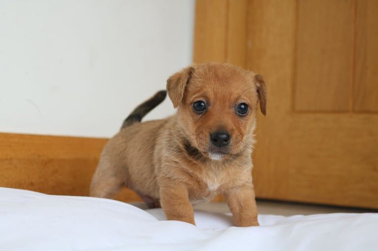 Miniature jackrussell for sale in Kilkeel, County Down - Image 2