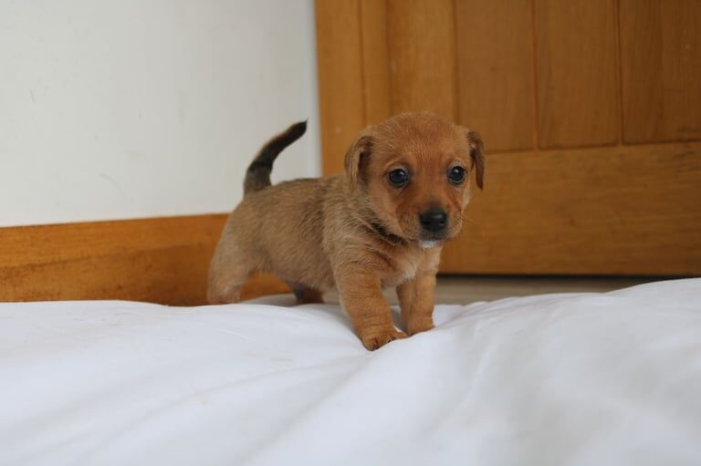 Miniature jackrussell for sale in Kilkeel, County Down - Image 3