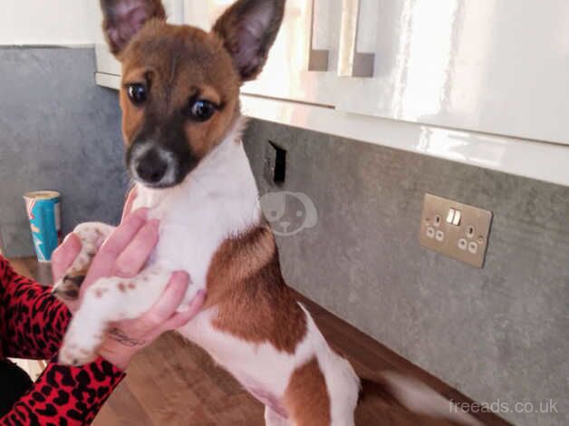 Miniature Jackrussell for sale in Kirkcaldy, Fife - Image 1