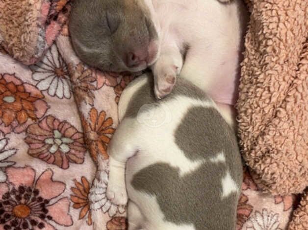 Miniature jackrussells READY TO LEAVE in 4 weeks for sale in Oldham, Greater Manchester - Image 3