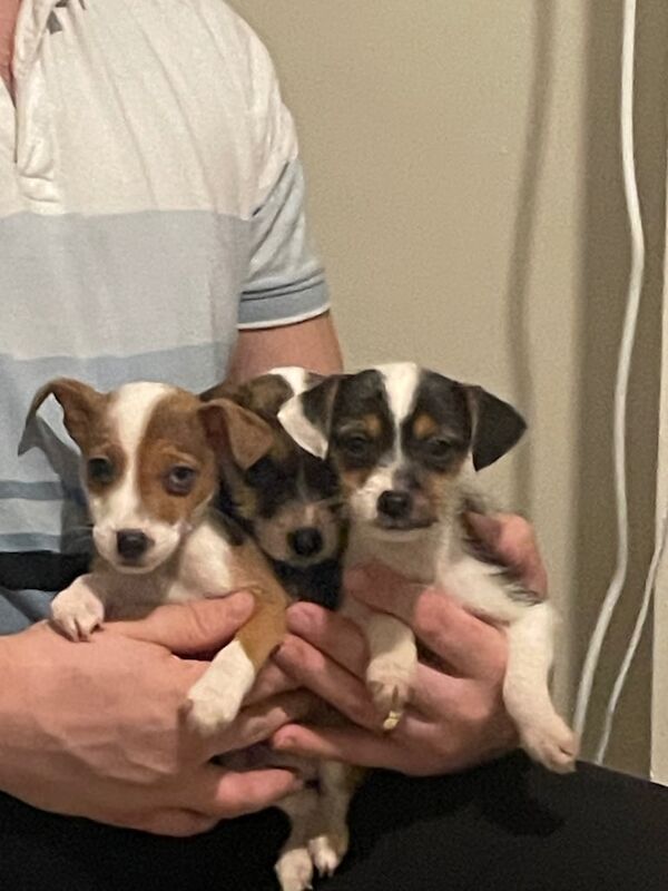 Miniature Jackrussle puppies looking for a forever home for sale in Ripon, North Yorkshire