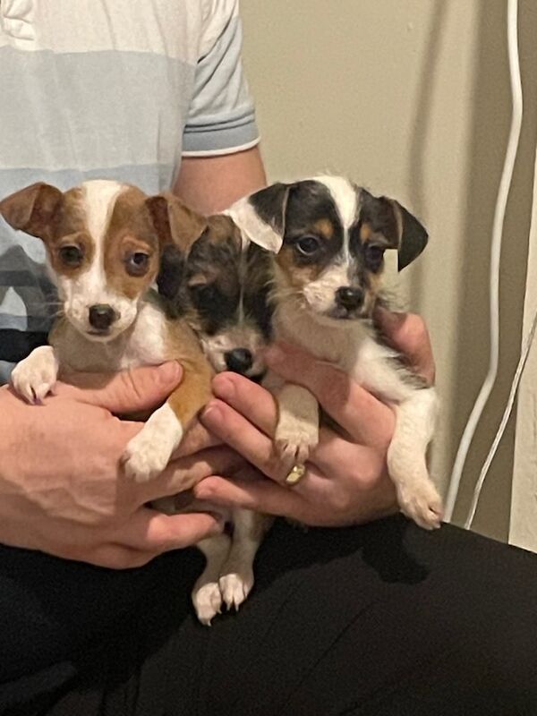 Miniature Jackrussle puppies looking for a forever home for sale in Ripon, North Yorkshire - Image 2