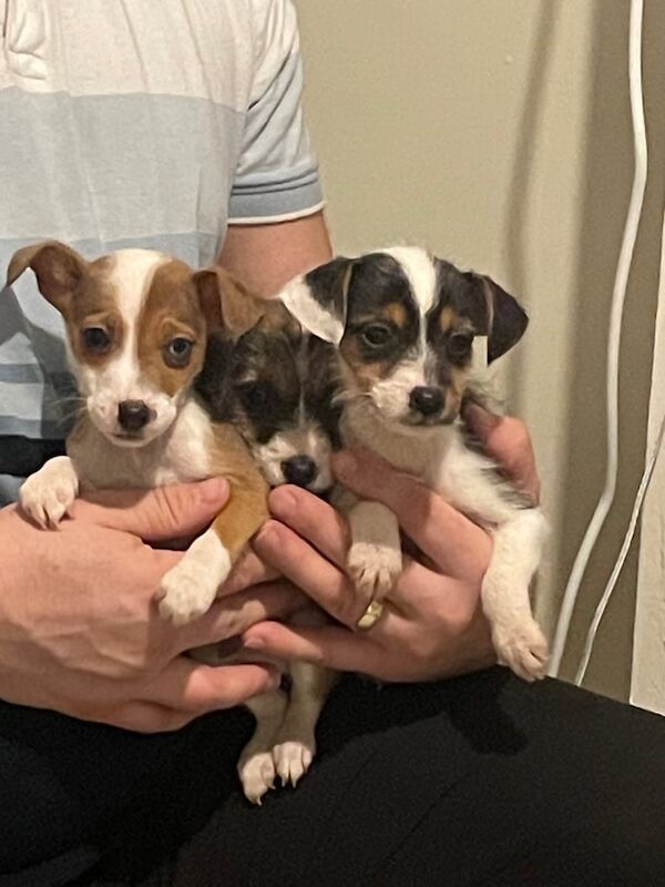 Miniature Jackrussle puppies looking for a forever home for sale in Ripon, North Yorkshire - Image 3