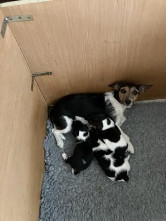 Miniature Tri Coloured Jack Russell Puppies for sale in Liverpool, Merseyside - Image 1