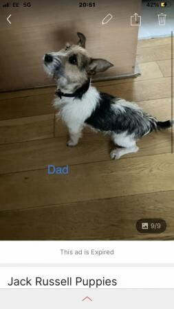 Miniature Tri Coloured Jack Russell Puppies for sale in Liverpool, Merseyside - Image 3