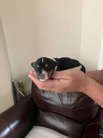 Miniature Tri Coloured Jack Russell Puppies for sale in Liverpool, Merseyside - Image 4