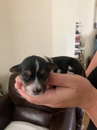 Miniature Tri Coloured Jack Russell Puppies for sale in Liverpool, Merseyside - Image 5