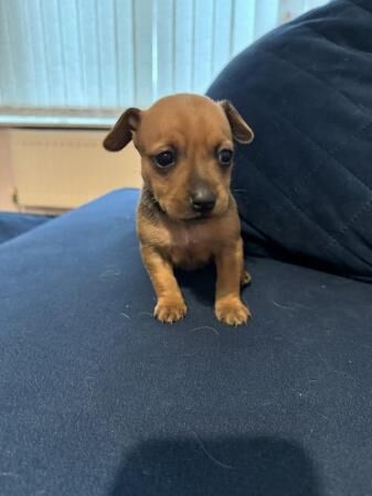 Minnie jack puppies for sale in Newark, Orkney Islands - Image 3