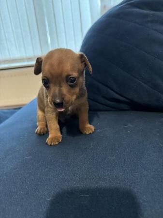 Minnie jack puppies for sale in Newark, Orkney Islands - Image 4