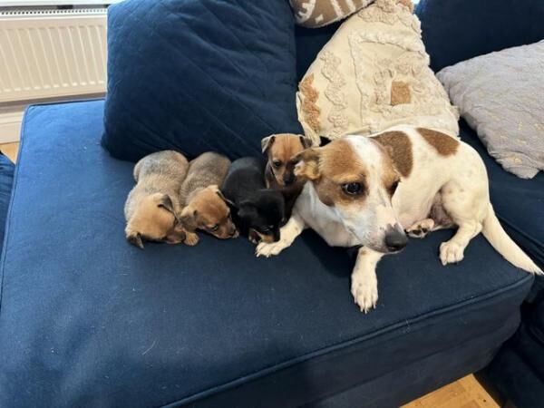 Minnie jack puppies for sale in Newark, Orkney Islands - Image 5