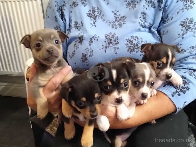 Mixed litter jack Russell puppies for sale in Haverfordwest/Hwlffordd, Pembrokeshire