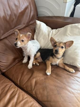 Oh well, we've got some lovely Jack Russell puppies they are for sale in Dagenham, Barking & Dagenham, Greater London - Image 2