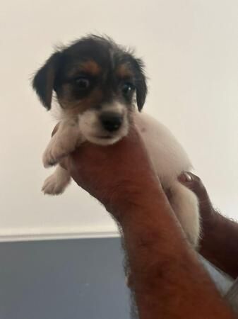 Oh well, we've got some lovely Jack Russell puppies they are for sale in Dagenham, Barking & Dagenham, Greater London - Image 3