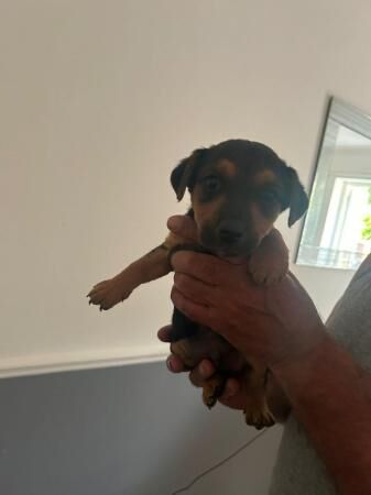 Oh well, we've got some lovely Jack Russell puppies they are for sale in Dagenham, Barking & Dagenham, Greater London - Image 4