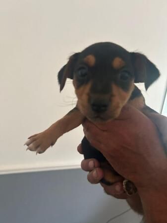 Oh well, we've got some lovely Jack Russell puppies they are for sale in Dagenham, Barking & Dagenham, Greater London - Image 5