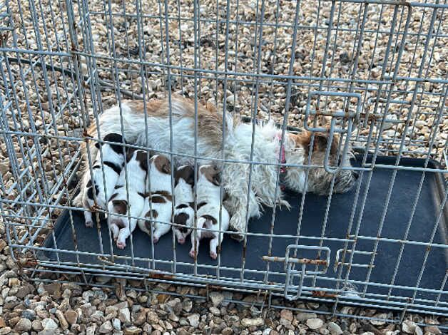 Jack Russell Puppies for sale in Worcestershire