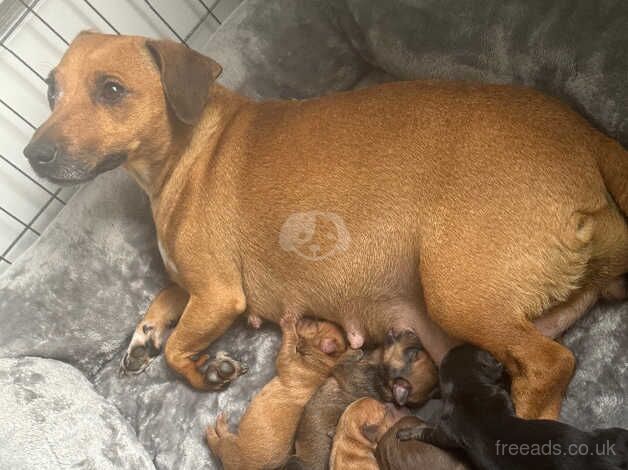 Only 3 Beautiful rare coloured girls jackrussell puppies for sale in Oldham, Greater Manchester - Image 1