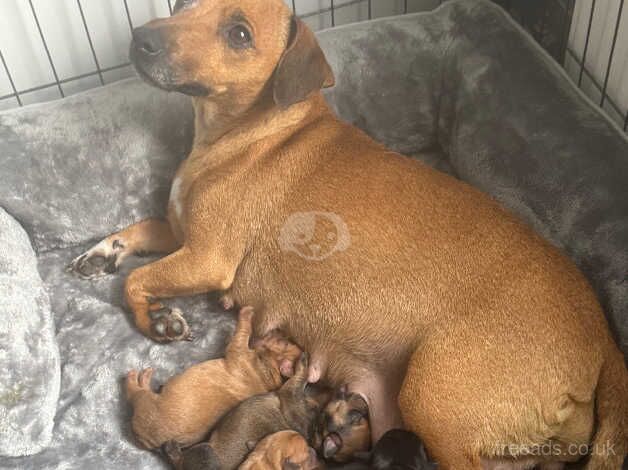 Only 3 Beautiful rare coloured girls jackrussell puppies for sale in Oldham, Greater Manchester - Image 3