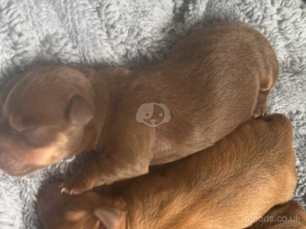 Only 3 Beautiful rare coloured girls jackrussell puppies for sale in Oldham, Greater Manchester - Image 4