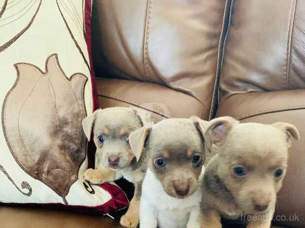 Outstanding Jack Russell puppies for sale in Carmarthen/Caerfyrddin, Carmarthenshire