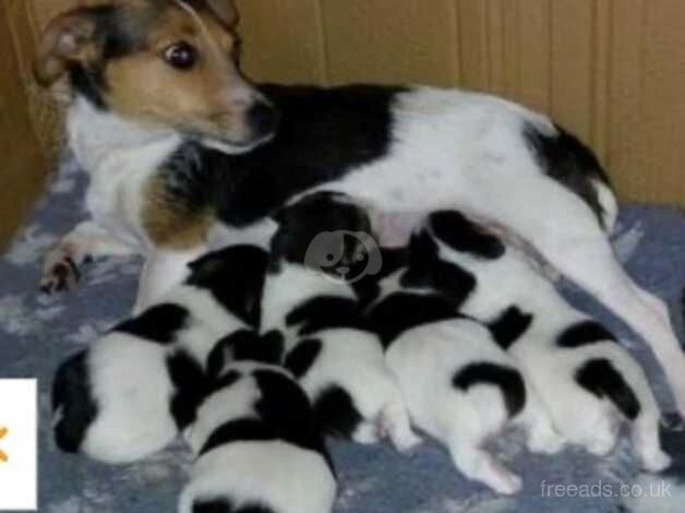 Outstanding miniature Jack Russell dog pup for sale in Poole, North Yorkshire - Image 2