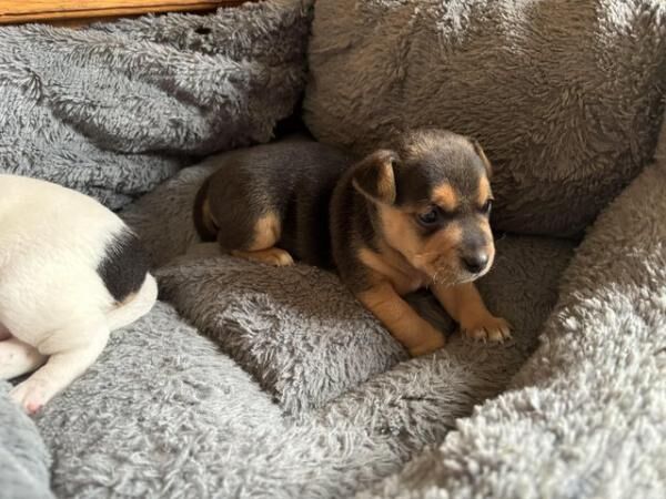 Outstanding Purebred Jack Russell for sale in Llangadog, Carmarthenshire - Image 3