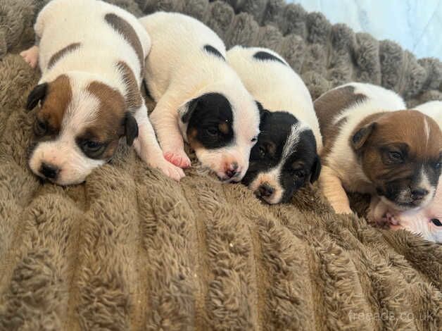 Parson jack russel puppies for sale in Erith, London - Image 1