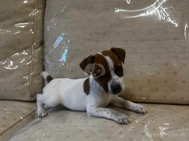 Parson jack russel puppies for sale in Erith, London - Image 2