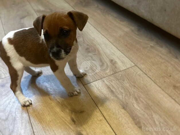 Parson jack russel puppies for sale in Erith, London - Image 3