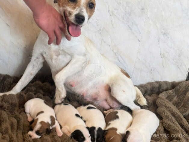 Parson jack russel puppies for sale in Erith, London - Image 4