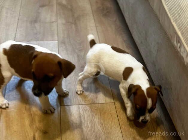 Parson jack russel puppies for sale in Erith, London - Image 5