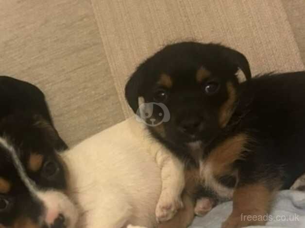 Pedigree Jack Russell puppies for sale in Market Harborough, Leicestershire