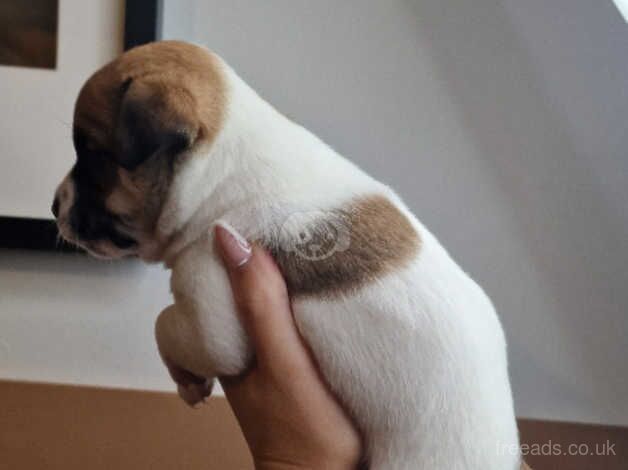 Pomapug -- Jack Russell Puppies for sale in Belfast - Image 3