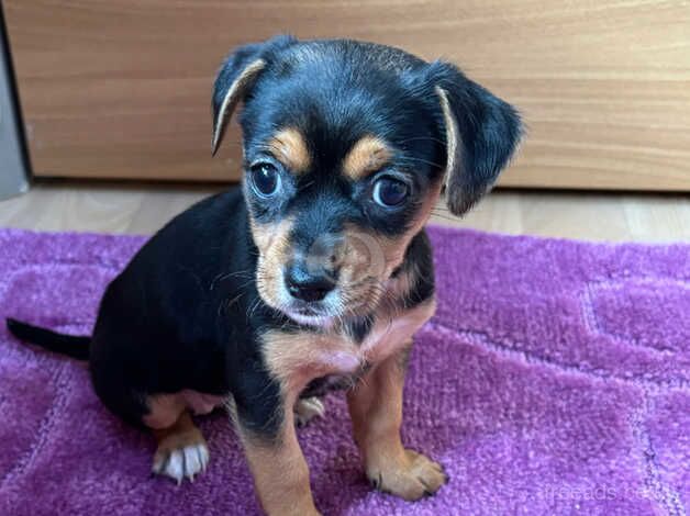 Pomchi x jack Russell for sale in Camberley, Surrey