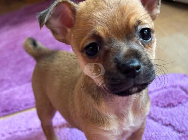 Pomchi x jack Russell for sale in Camberley, Surrey - Image 2