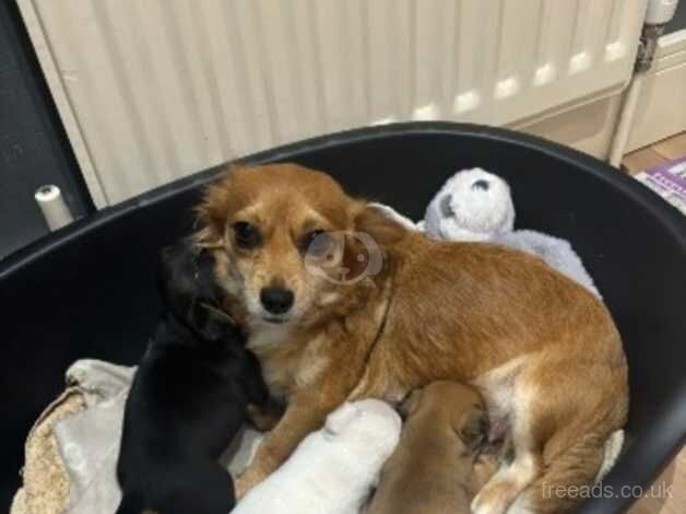 Pomchi x jack Russell for sale in Camberley, Surrey - Image 3