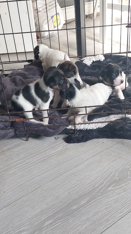 PUPPIES for sale in Salford, Greater Manchester