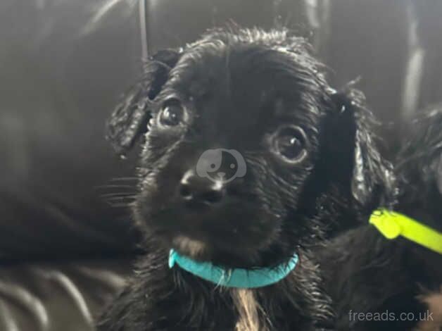 Puppies 5 boys 2 girls available for sale in Milton Keynes, Buckinghamshire - Image 1