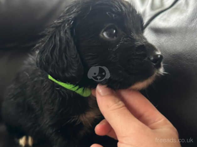 Puppies 5 boys 2 girls available for sale in Milton Keynes, Buckinghamshire - Image 2